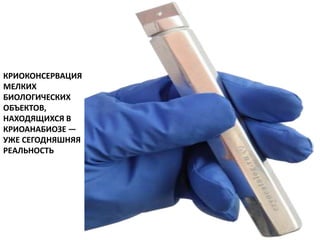 КРИОКОНСЕРВАЦИЯ
МЕЛКИХ
БИОЛОГИЧЕСКИХ
ОБЪЕКТОВ,
НАХОДЯЩИХСЯ В
КРИОАНАБИОЗЕ —
УЖЕ СЕГОДНЯШНЯЯ
РЕАЛЬНОСТЬ
 
