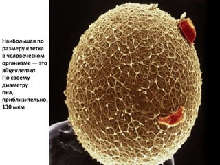 Наибольшая по
размеру клетка
в человеческом
организме — это
яйцеклетка.
По своему
диаметру
она,
приблизительно,
130 мкм
 