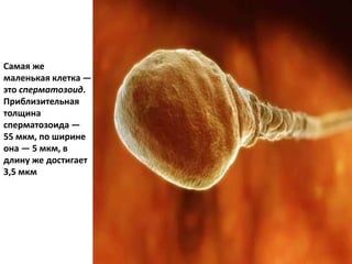 Самая же
маленькая клетка —
это сперматозоид.
Приблизительная
толщина
сперматозоида —
55 мкм, по ширине
она — 5 мкм, в
длину же достигает
3,5 мкм
 