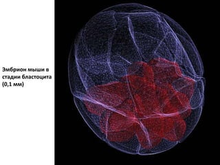Эмбрион мыши в
стадии бластоцита
(0,1 мм)
 
