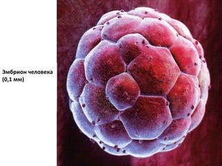 Эмбрион человека
(0,1 мм)
 