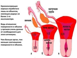 Криоконсервация
хорошо отработана
лишь на объектах,
имеющих радиус не
более 1-го
миллиметра.
Ведь отношение
поверхности и объема
у органов очень далеко
от необходимого для
этого оптимума.
Чем больше орган, тем
меньше соотношение
поверхности и объема.
 