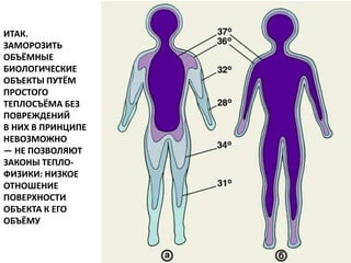 ИТАК.
ЗАМОРОЗИТЬ
ОБЪЁМНЫЕ
БИОЛОГИЧЕСКИЕ
ОБЪЕКТЫ ПУТЁМ
ПРОСТОГО
ТЕПЛОСЪЁМА БЕЗ
ПОВРЕЖДЕНИЙ
В НИХ В ПРИНЦИПЕ
НЕВОЗМОЖНО
— НЕ ПОЗВОЛЯЮТ
ЗАКОНЫ ТЕПЛО-
ФИЗИКИ: НИЗКОЕ
ОТНОШЕНИЕ
ПОВЕРХНОСТИ
ОБЪЕКТА К ЕГО
ОБЪЁМУ
 