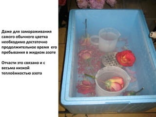 Даже для замораживания
самого обычного цветка
необходимо достаточно
продолжительное время его
пребывания в жидком азоте
Отчасти это связано и с
весьма низкой
теплоёмкостью азота
 