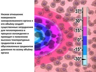 Низкое отношение
поверхности
замораживаемого органа к
его объёму создаёт
существенные затруднения
для теплопереноса в
процессе охлаждения и
приводит к появлению
высоких температурных
градиентов и ими
обусловленных градиентов
давления по всему объёму
органа
 