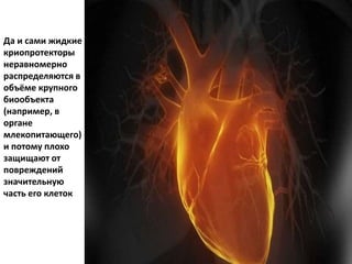 Да и сами жидкие
криопротекторы
неравномерно
распределяются в
объёме крупного
биообъекта
(например, в
органе
млекопитающего)
и потому плохо
защищают от
повреждений
значительную
часть его клеток
 