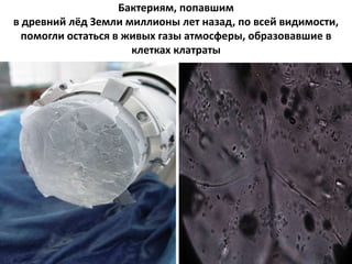 Бактериям, попавшим
в древний лёд Земли миллионы лет назад, по всей видимости,
помогли остаться в живых газы атмосферы, образовавшие в
клетках клатраты
 