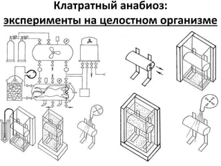 Клатратный анабиоз:
эксперименты на целостном организме
 