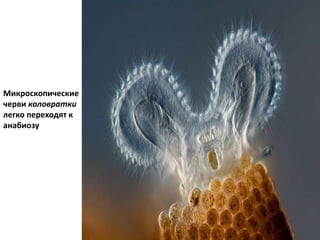 Микроскопические
черви коловратки
легко переходят к
анабиозу
 