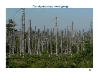12
Ліс після кислотного дощу
 