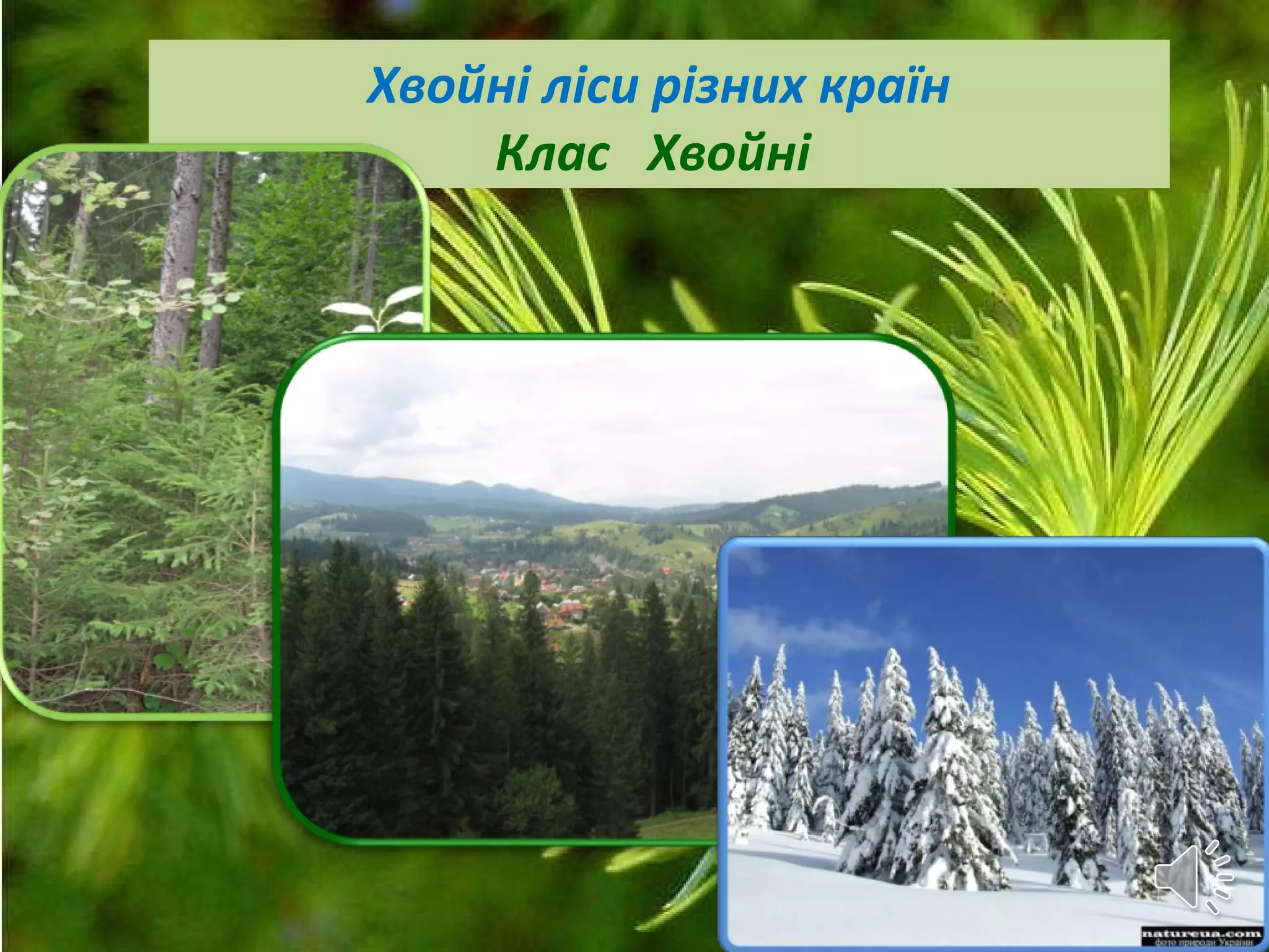 Хвойні ліси різних країн
Клас Хвойні
 