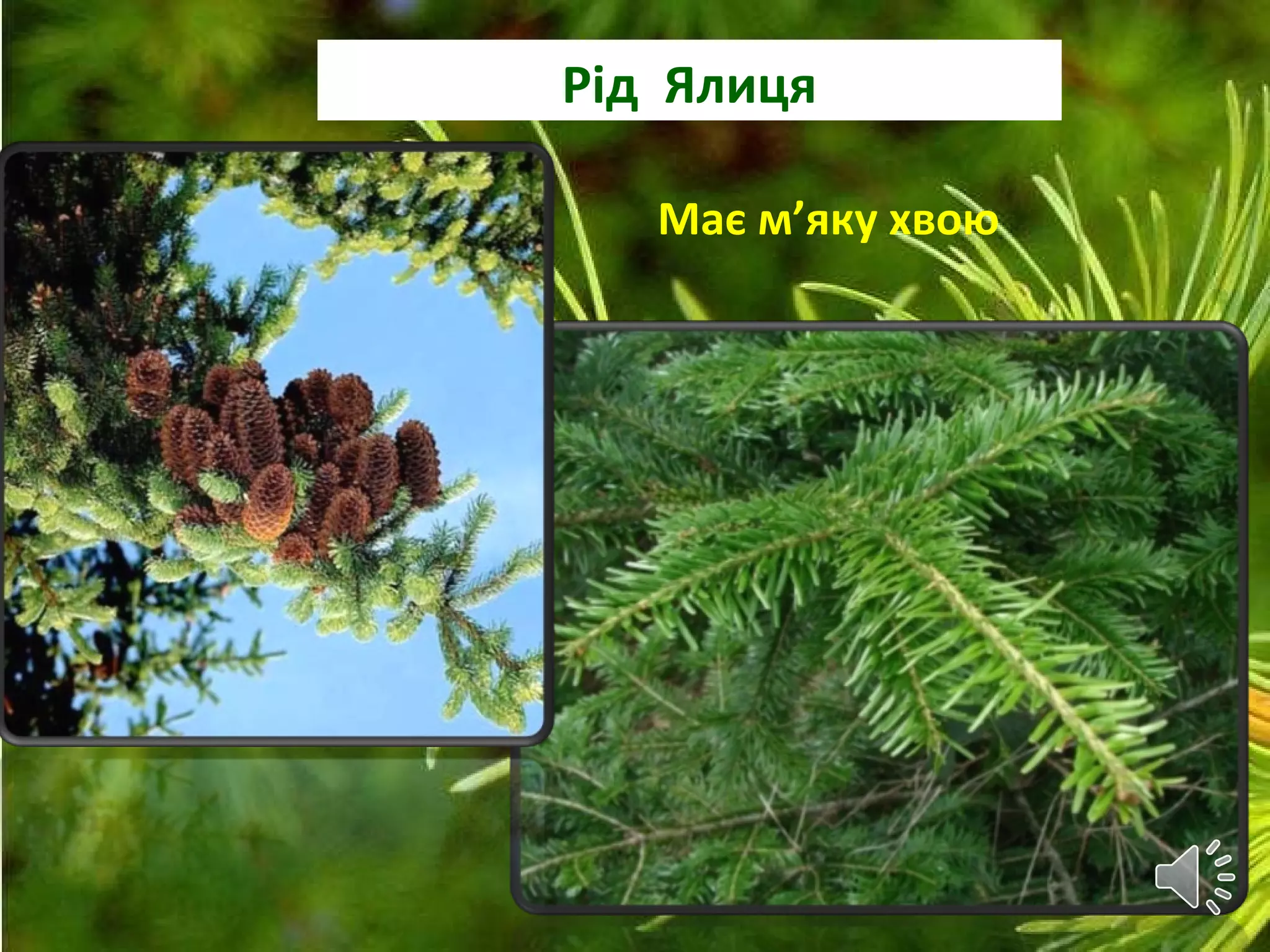 Рід Ялиця
Має м’яку хвою
 