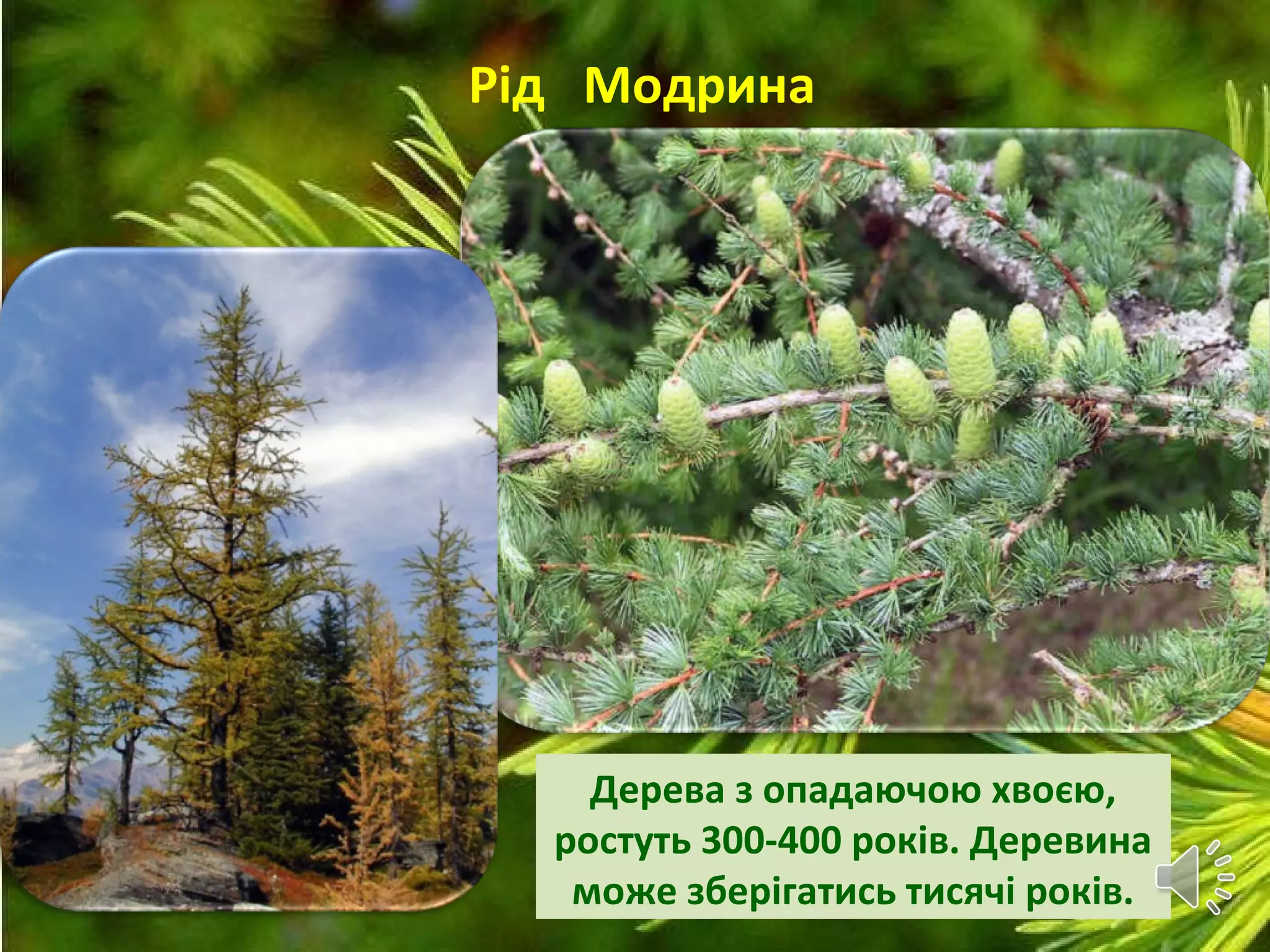 Рід Модрина
Дерева з опадаючою хвоєю,
ростуть 300-400 років. Деревина
може зберігатись тисячі років.
 