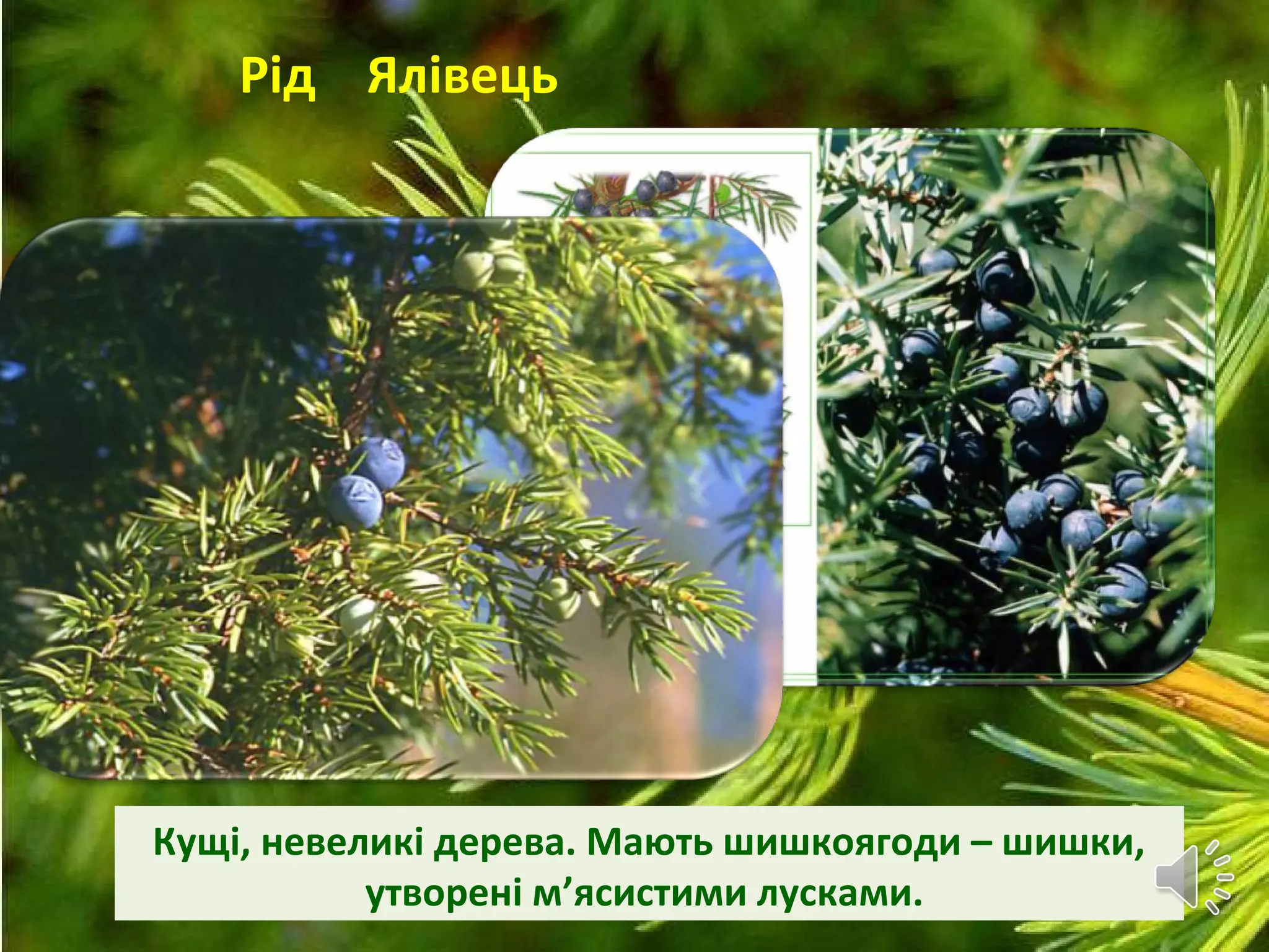 Рід Ялівець
Кущі, невеликі дерева. Мають шишкоягоди – шишки,
утворені м’ясистими лусками.
 