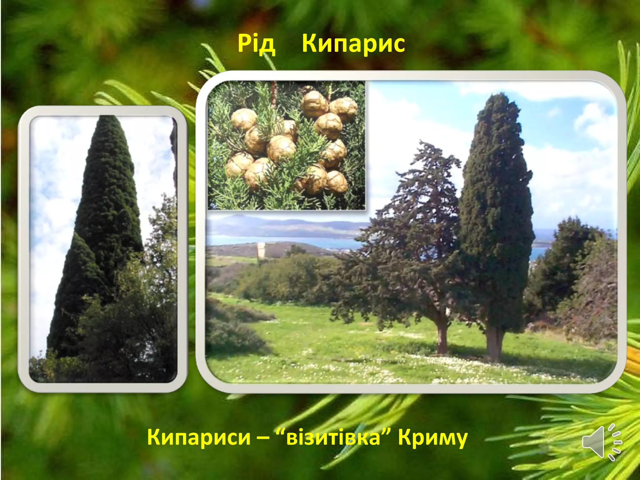 Рід Кипарис
Кипариси – “візитівка” Криму
 