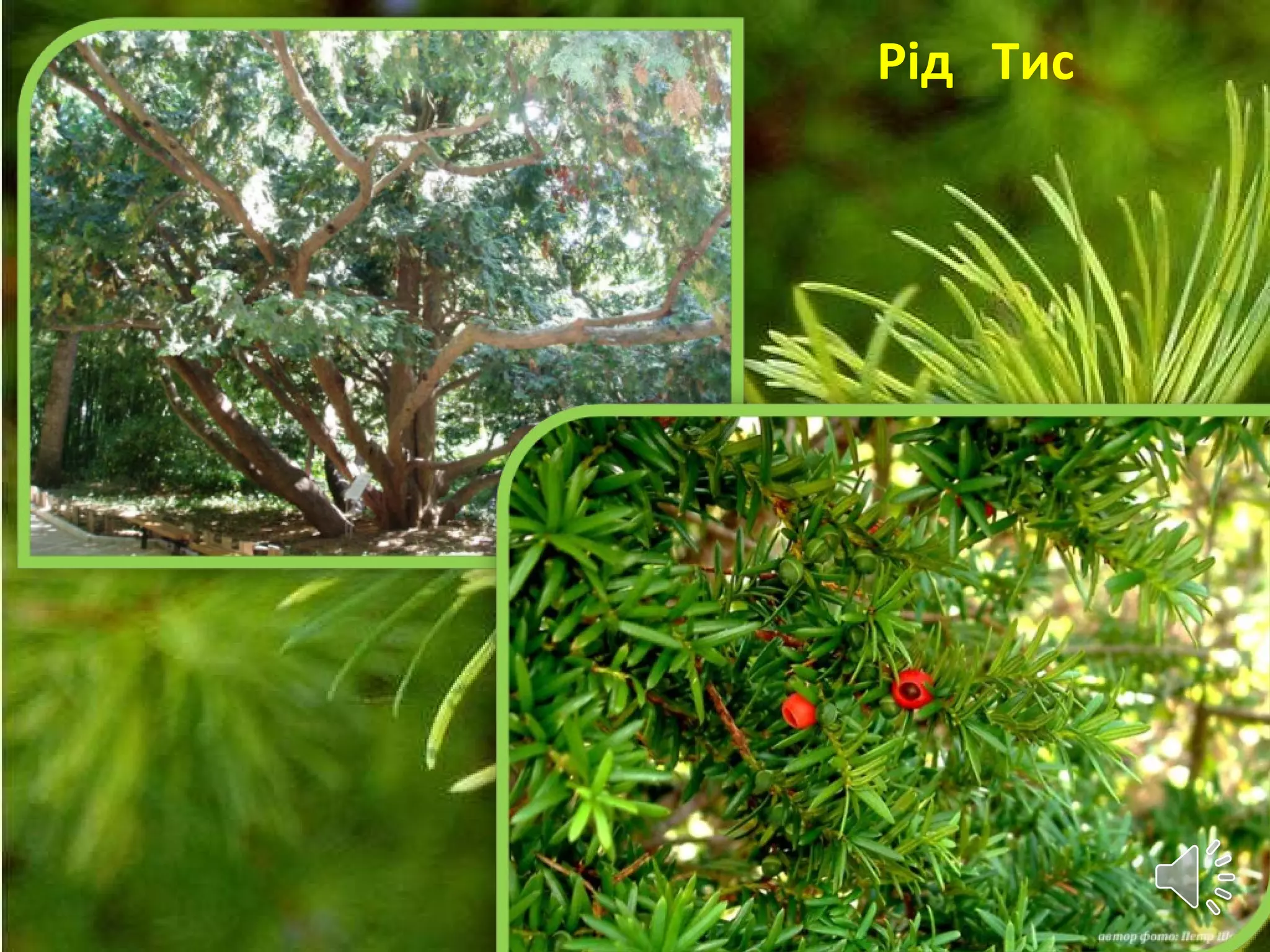 Рід Тис
 