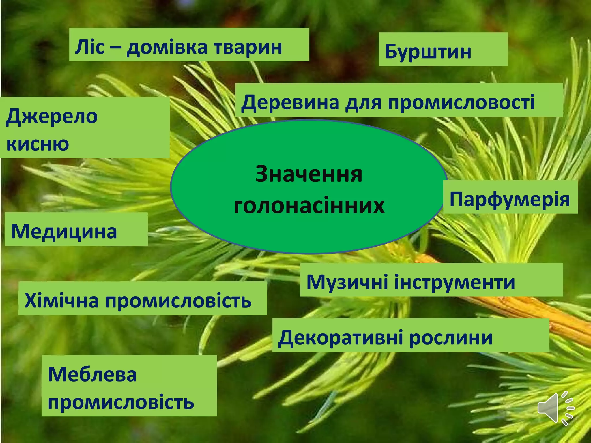 Значення
голонасінних
Джерело
кисню
Ліс – домівка тварин
Деревина для промисловості
Хімічна промисловість
Меблева
промисловість
Музичні інструменти
Медицина
Декоративні рослини
Бурштин
Парфумерія
 