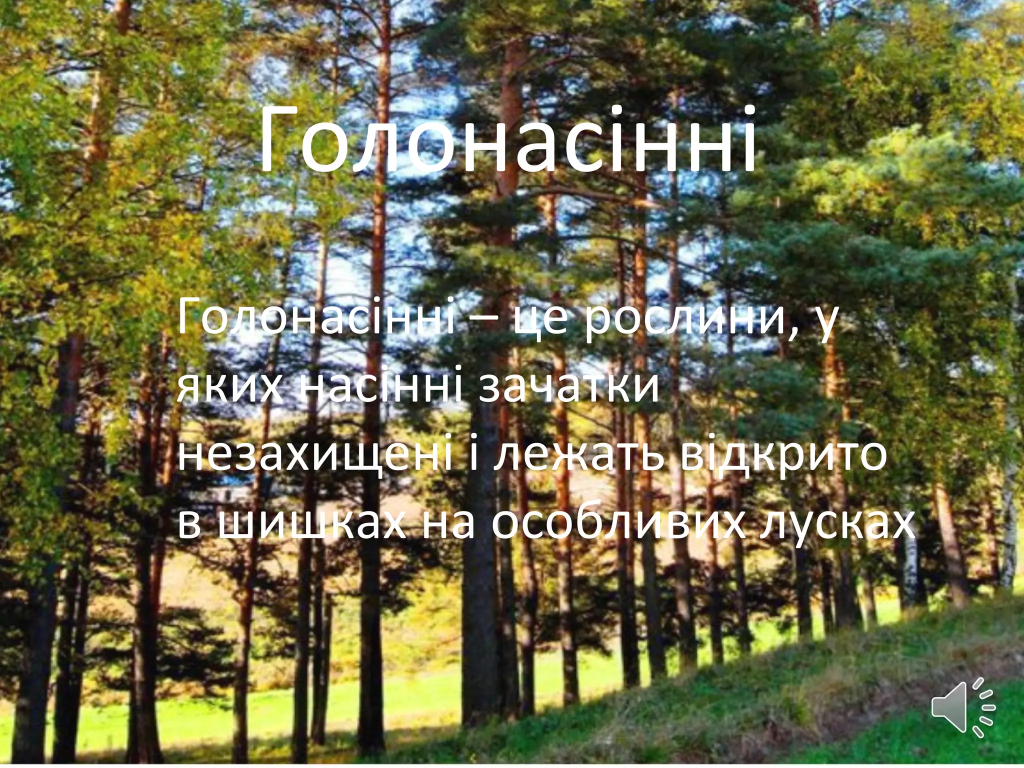 Голонасінні
Голонасінні – це рослини, у
яких насінні зачатки
незахищені і лежать відкрито
в шишках на особливих лусках
 