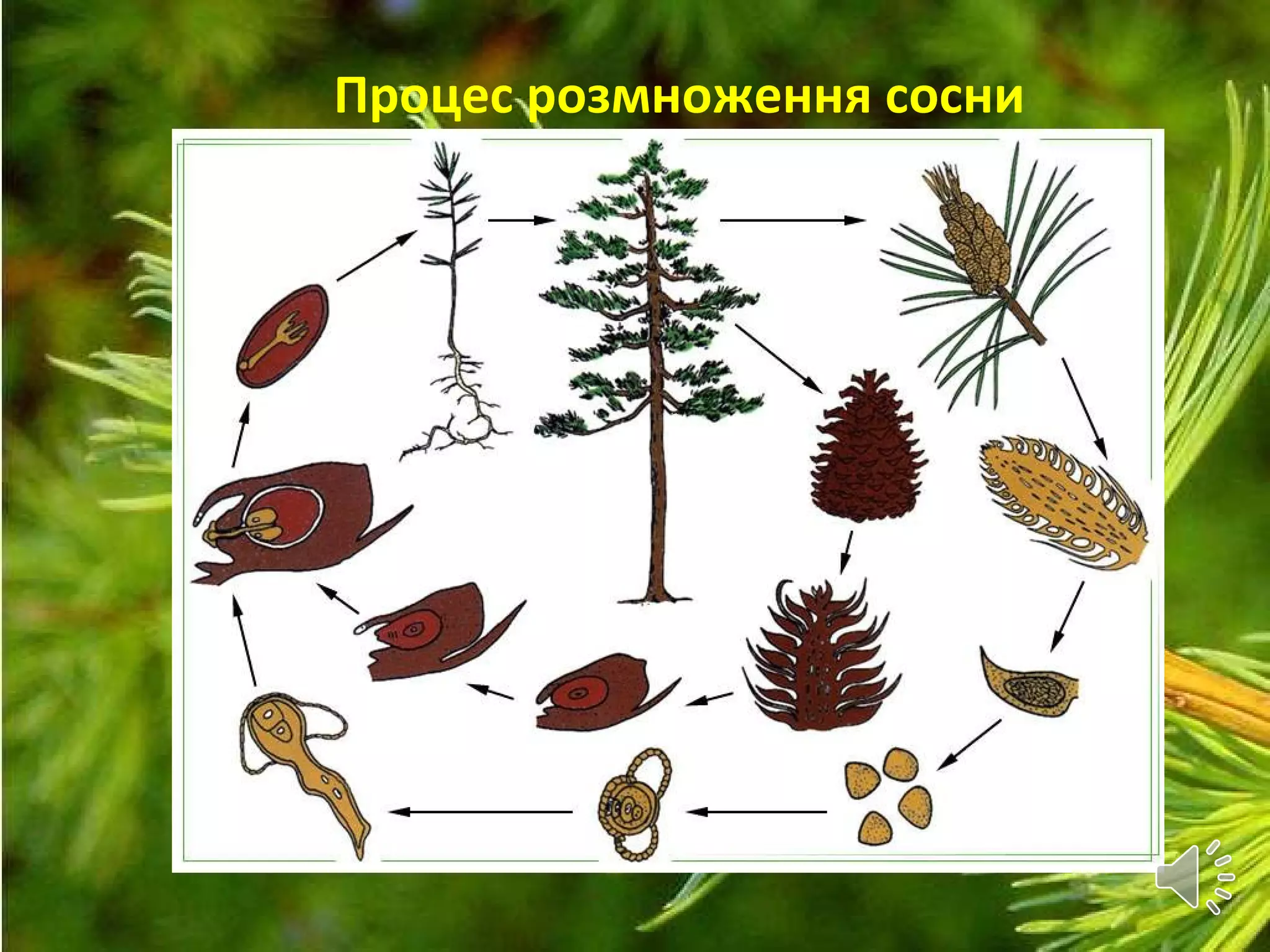 Процес розмноження сосни
 