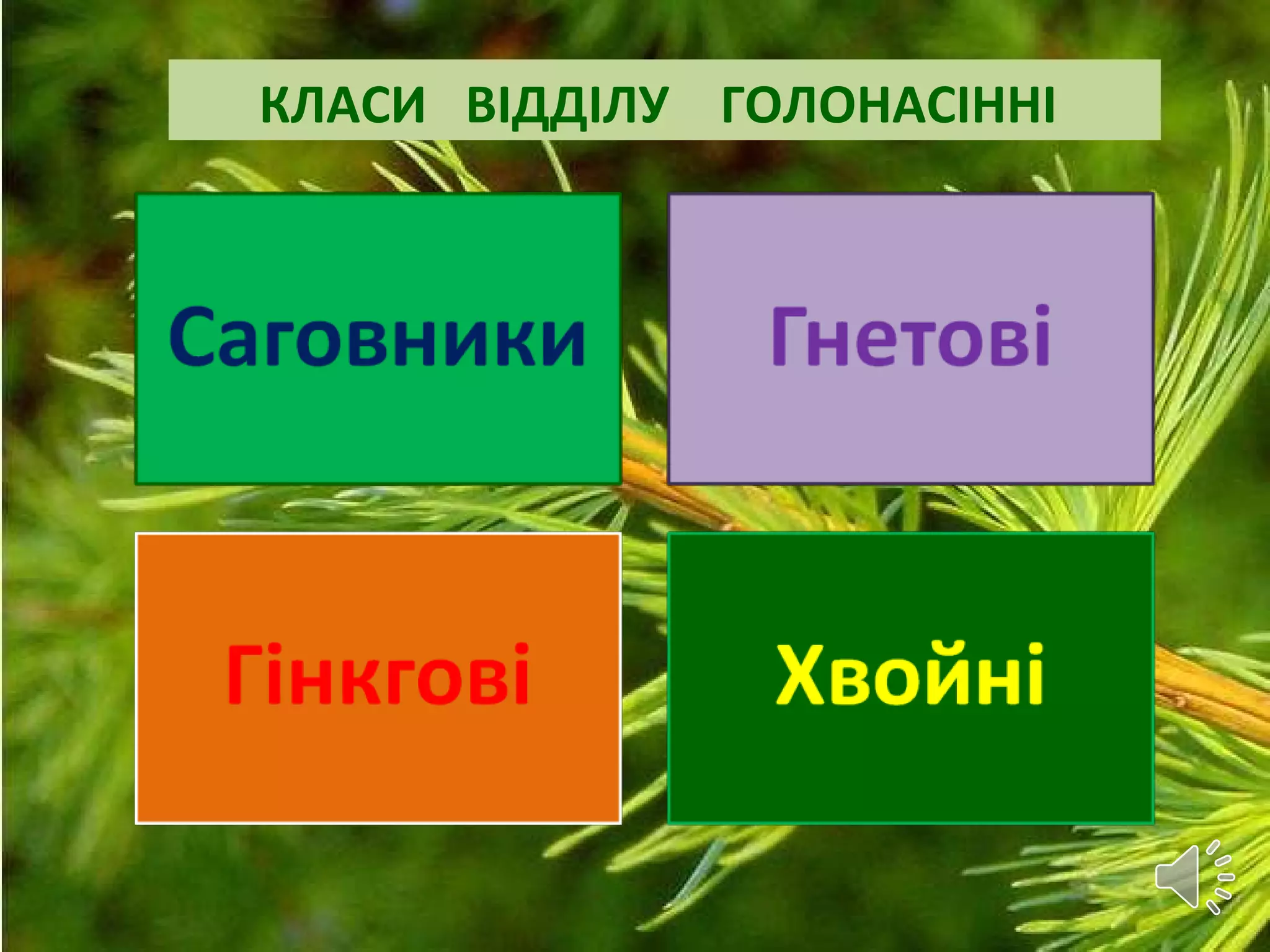 КЛАСИ ВІДДІЛУ ГОЛОНАСІННІ
 
