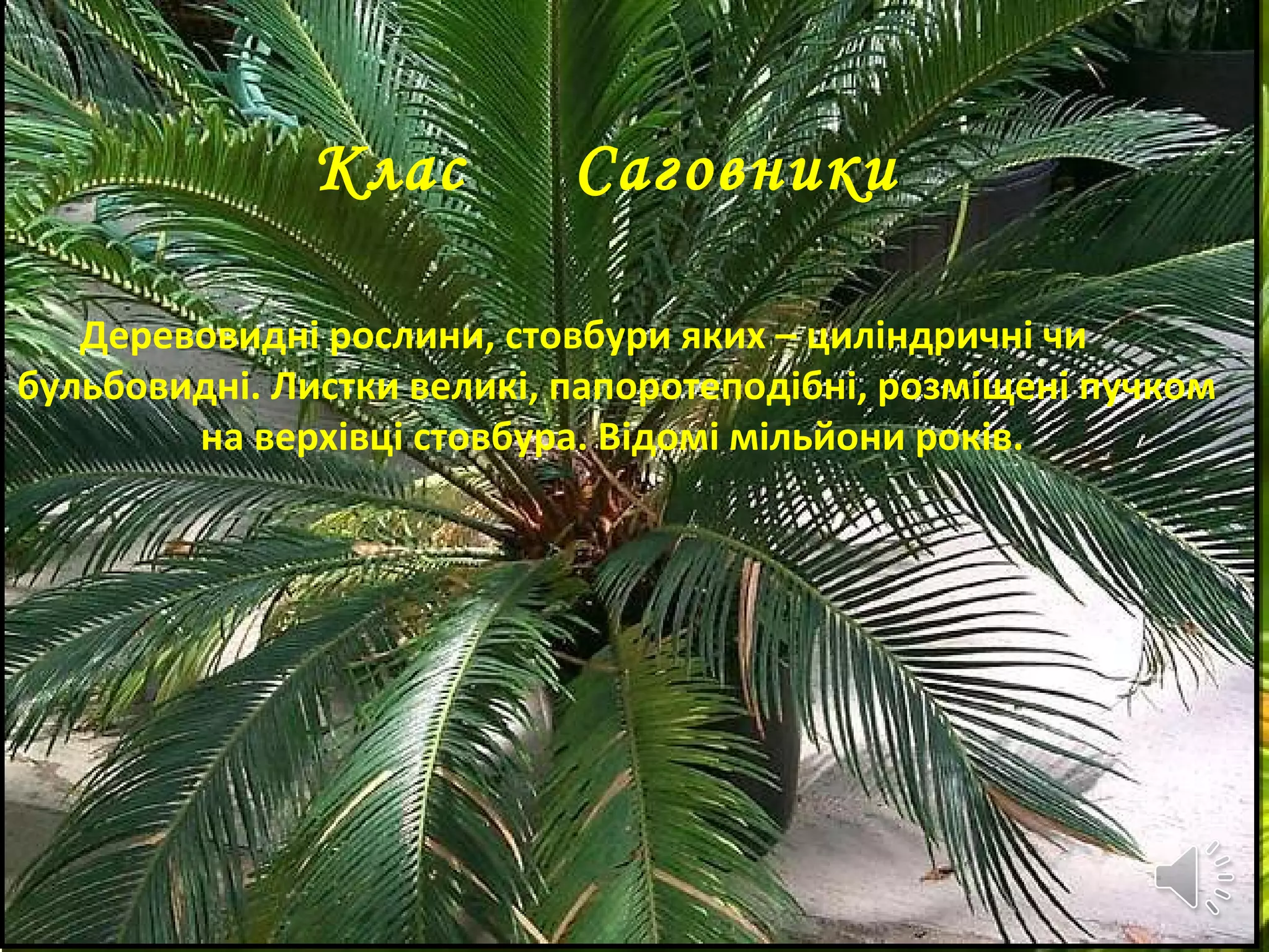 Клас Саговники
Клас Саговники
Деревовидні рослини, стовбури яких – циліндричні чи
бульбовидні. Листки великі, папоротеподібні, розміщені пучком
на верхівці стовбура. Відомі мільйони років.
 