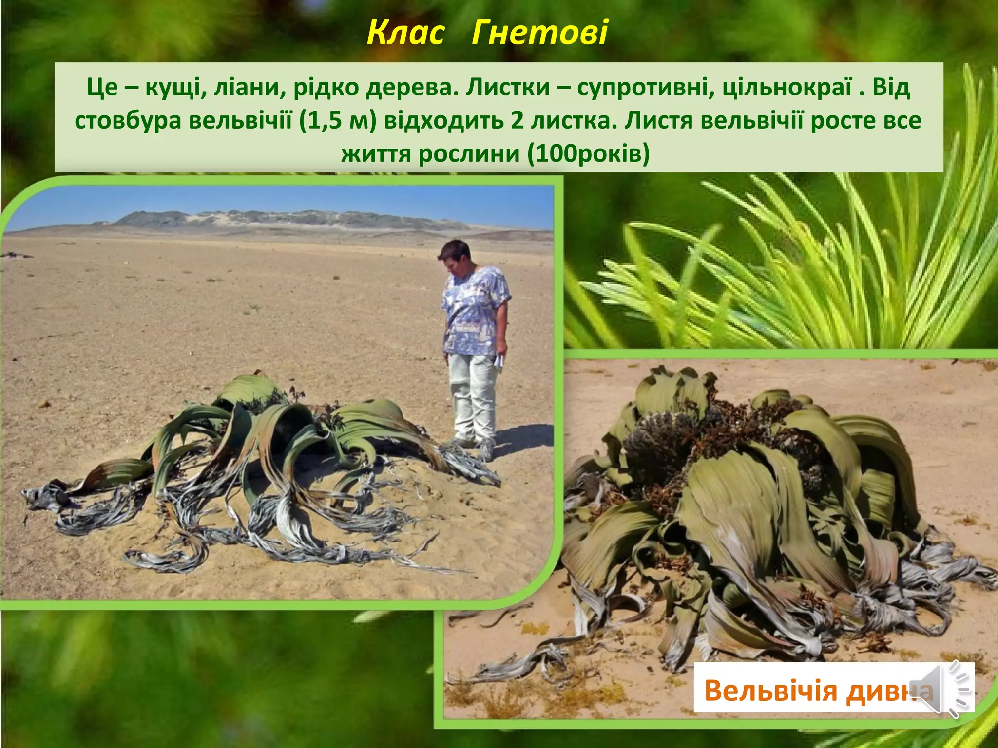 Клас Гнетові
Це – кущі, ліани, рідко дерева. Листки – супротивні, цільнокраї . Від
стовбура вельвічії (1,5 м) відходить 2 листка. Листя вельвічії росте все
життя рослини (100років)
Вельвічія дивна
 