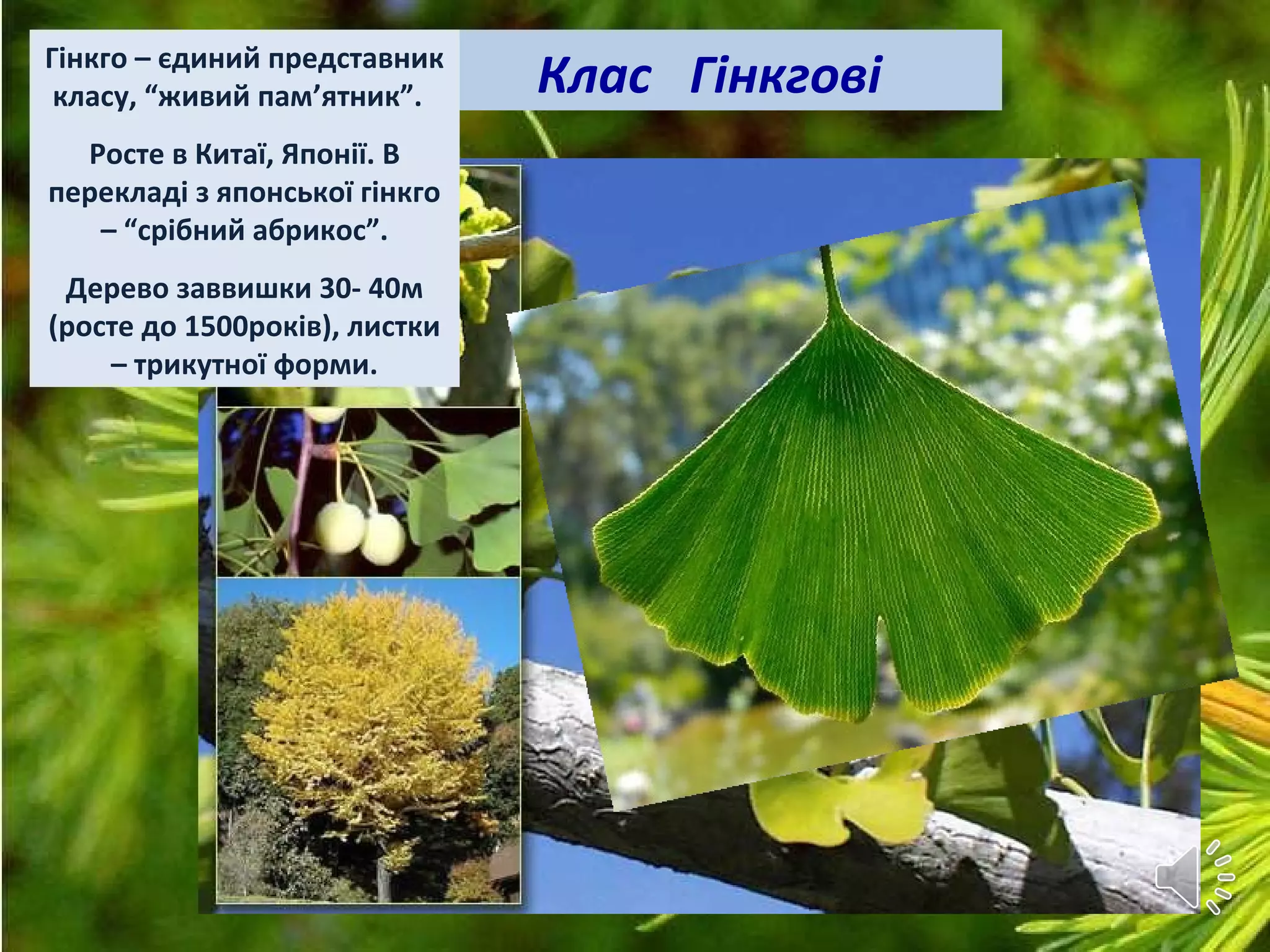 Клас ГінкговіГінкго – єдиний представник
класу, “живий пам’ятник”.
Росте в Китаї, Японії. В
перекладі з японської гінкго
– “срібний абрикос”.
Дерево заввишки 30- 40м
(росте до 1500років), листки
– трикутної форми.
 