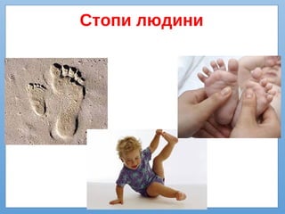 Стопи людини
 