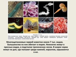 Многощетинковых червей известно около 7 тыс. видов.
Большинство из них обитает в морях. Немногие живут в
пресных водах, в подстилке тропических лесов. В морях черви
живут на дне, где ползают среди камней, кораллов, зарываются
в ил.
 