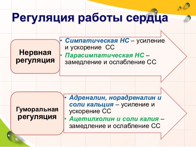 Картинки по запросу Гуморальная регуляция сердечной деятельности