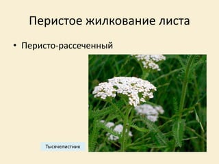 Перистое жилкование листа
• Перисто-рассеченный
Тысячелистник
 