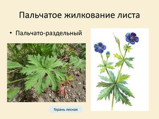 Пальчатое жилкование листа
• Пальчато-раздельный
Герань лесная
 