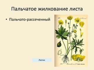 Пальчатое жилкование листа
• Пальчато-рассеченный
Лютик
 