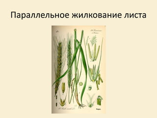 Параллельное жилкование листа
 