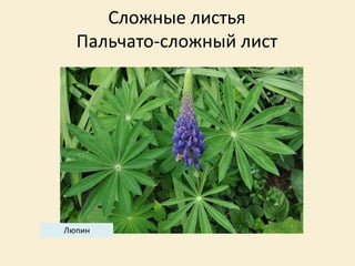 Сложные листья
Пальчато-сложный лист
Люпин
 