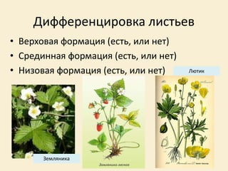 Дифференцировка листьев
• Верховая формация (есть, или нет)
• Срединная формация (есть, или нет)
• Низовая формация (есть, или нет)
Земляника
Лютик
 