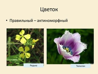 Цветок
• Правильный – актиноморфный
Редька Тюльпан
 