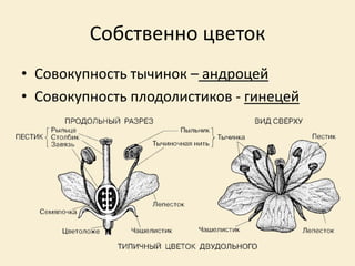 Собственно цветок
• Совокупность тычинок – андроцей
• Совокупность плодолистиков - гинецей
 
