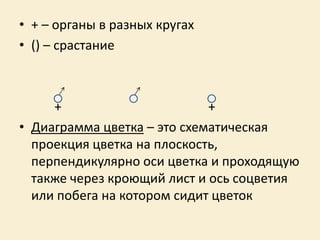 • + – органы в разных кругах
• () – срастание
+ +
• Диаграмма цветка – это схематическая
проекция цветка на плоскость,
перпендикулярно оси цветка и проходящую
также через кроющий лист и ось соцветия
или побега на котором сидит цветок
 