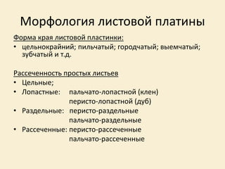 Морфология листовой платины
Форма края листовой пластинки:
• цельнокрайний; пильчатый; городчатый; выемчатый;
зубчатый и т.д.
Рассеченность простых листьев
• Цельные;
• Лопастные: пальчато-лопастной (клен)
перисто-лопастной (дуб)
• Раздельные: перисто-раздельные
пальчато-раздельные
• Рассеченные: перисто-рассеченные
пальчато-рассеченные
 