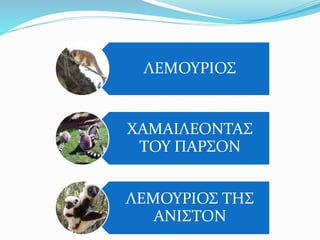 ΛΕΜΟΥΡΙΟΣ
ΧΑΜΑΙΛΕΟΝΤΑΣ
ΤΟΥ ΠΑΡΣΟΝ
ΛΕΜΟΥΡΙΟΣ ΤΗΣ
ΑΝΙΣΤΟΝ
 