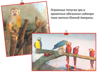 Огромные попугаи ара и
крохотные обезьянки саймири
тоже жители Южной Америки.
 