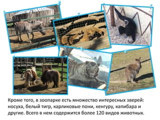 Кроме того, в зоопарке есть множество интересных зверей:
носуха, белый тигр, карликовые пони, кенгуру, капибара и
другие. Всего в нем содержится более 120 видов животных.
 