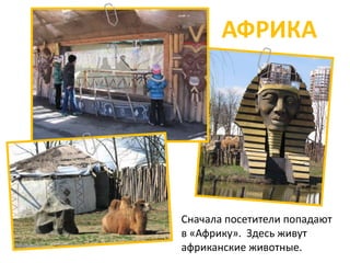 Сначала посетители попадают
в «Африку». Здесь живут
африканские животные.
АФРИКА
 