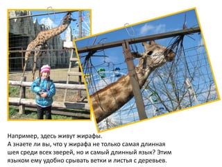 Например, здесь живут жирафы.
А знаете ли вы, что у жирафа не только самая длинная
шея среди всех зверей, но и самый длинный язык? Этим
языком ему удобно срывать ветки и листья с деревьев.
 