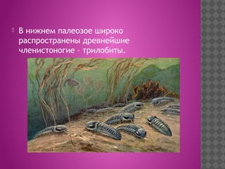  В нижнем палеозое широко
распространены древнейшие
членистоногие – трилобиты.
 