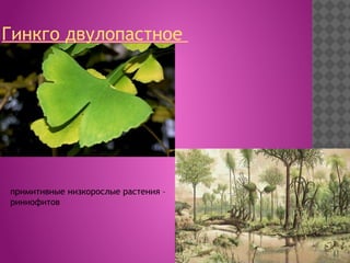 Гинкго двулопастное 
примитивные низкорослые растения –
риниофитов
 