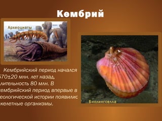 Кембрий
Кембрийский период начался
570±20 млн. лет назад,
длительность 80 млн. В
кембрийский период впервые в
еологической истории появились
скелетные организмы.
Археоциаты
Биллингселла
 