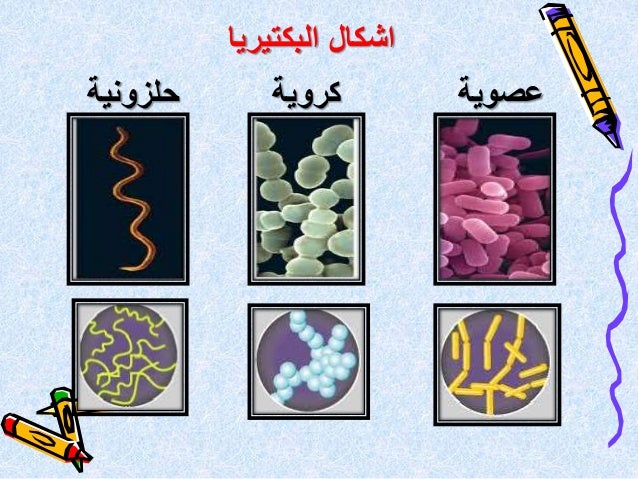 انواع البكتيريا pdf