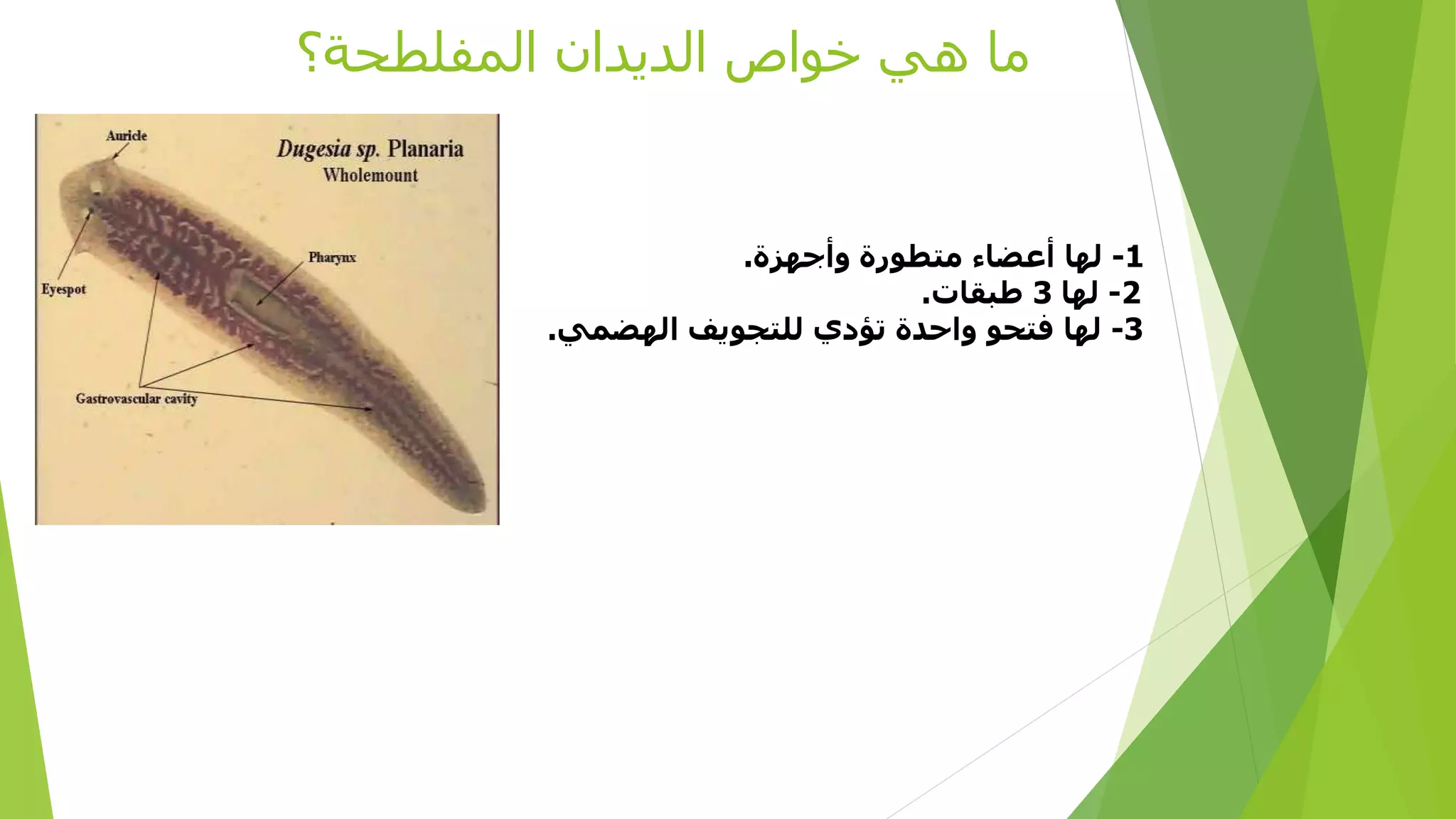 ‫المفلطحة؟‬ ‫الديدان‬ ‫خواص‬ ‫هي‬ ‫ما‬
1-‫وأجهزة‬ ‫متطورة‬ ‫أعضاء‬ ‫لها‬.
2-‫لها‬3‫طبقات‬.
3-‫الهضمي‬ ‫للتجويف‬ ‫تؤدي‬ ‫واحدة‬ ‫فتحو‬ ‫لها‬.
 